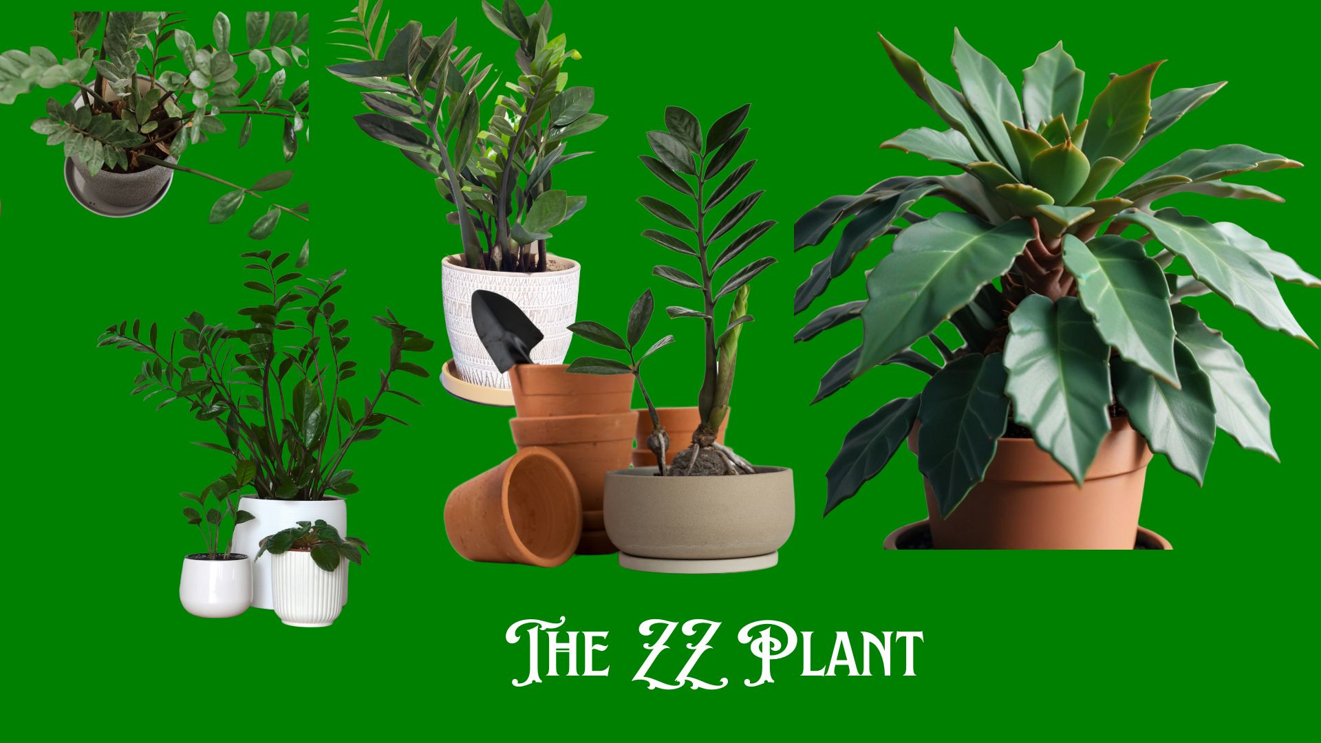 ZZ Plant-Green Background 5 Plants