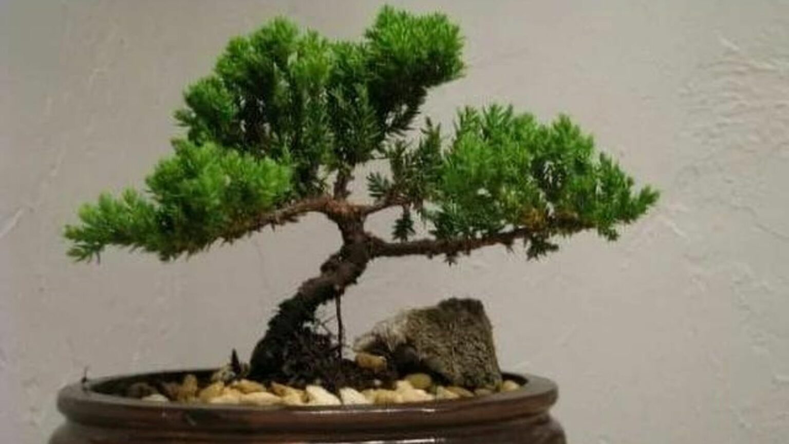 Bonsai Trees And Kids-The Best Indoor Bonsai Trees For Children Hero2Bonsai Juniper Tree