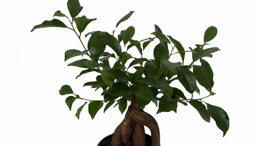 Bonsai Trees And Kids-The Best Indoor Bonsai Trees For Children Hero2Bonsai Juniper Tree