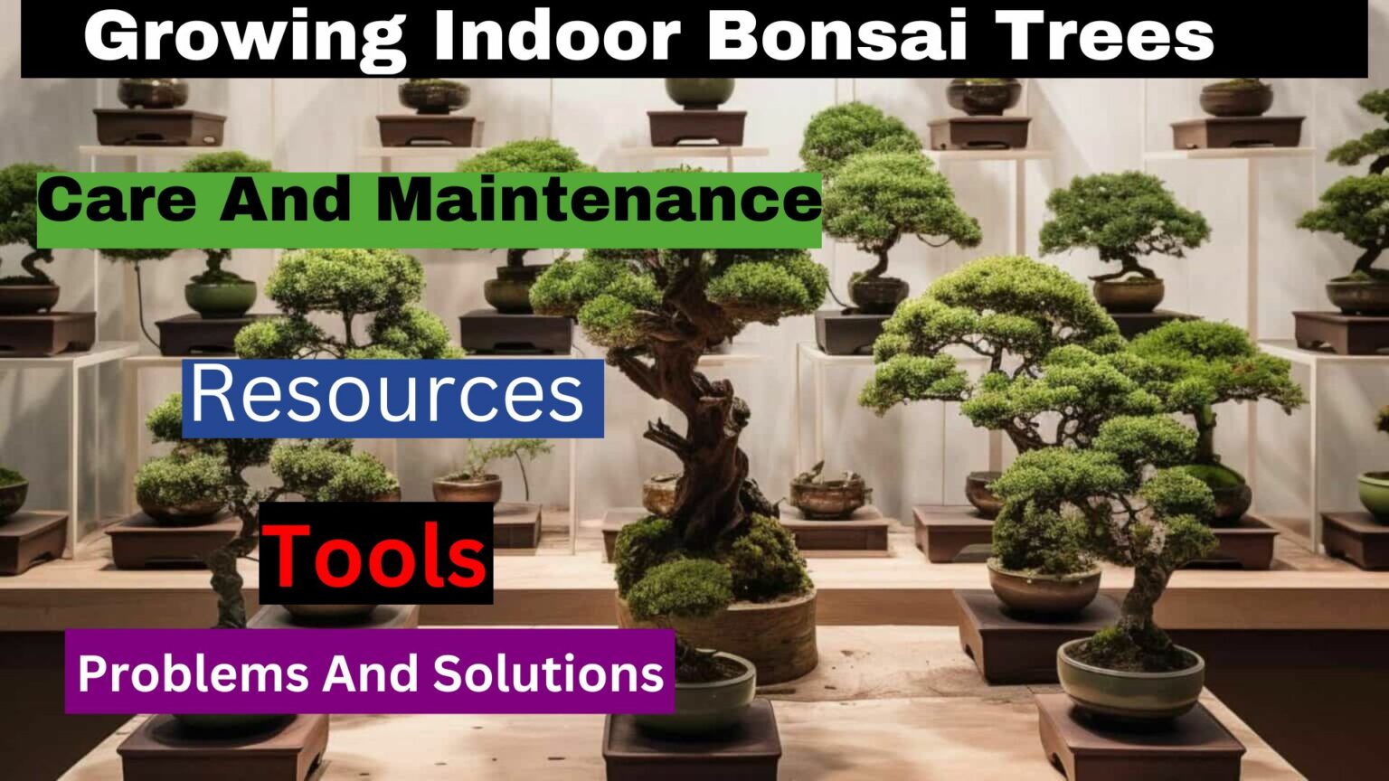 GROWING INDOOR BONSAI TREES