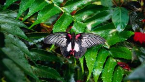 Inside The Butterfly House