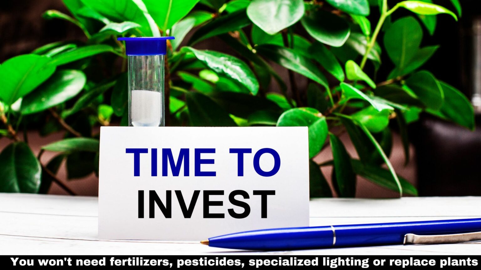 Time To Invest- Artificial Plants-No Worries