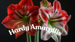 Best 3 Hearty Amaryllis Kits