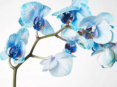 LARGE PHALAENOPSIS ORCHID: BLUE