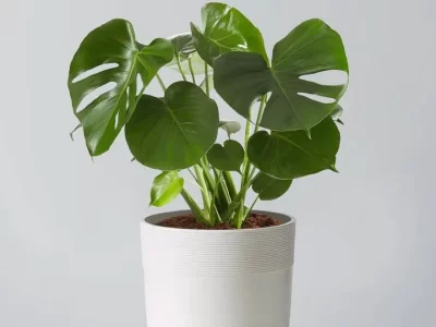 MONSTERA DELICIOSA FLOOR PLANT