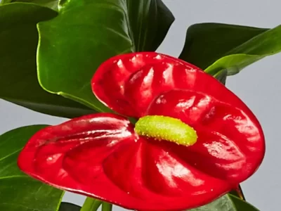 -Red-Anthurium-Plant-DETAIL_20191118-1574103662677