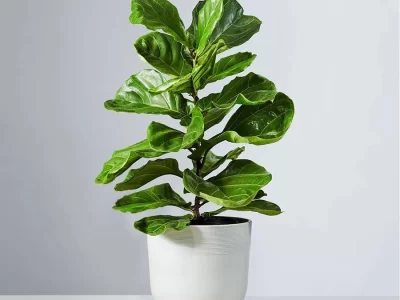 FIDDLE LEAF FIG