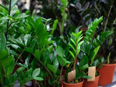 Indoor Trees Zamioculcas plant leaves close up.