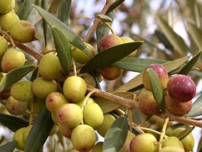 Arbequina Olive Tree