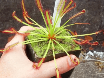 Drosera Capensis _ Cape Sundew Plant For Sale _ Ca