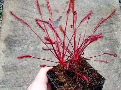 Red Drosera capensis, also called the Cape sundew