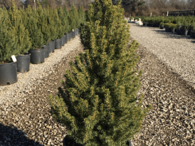 Dwarf Alberta Spruce (2.5 Gallon) Conical Evergree