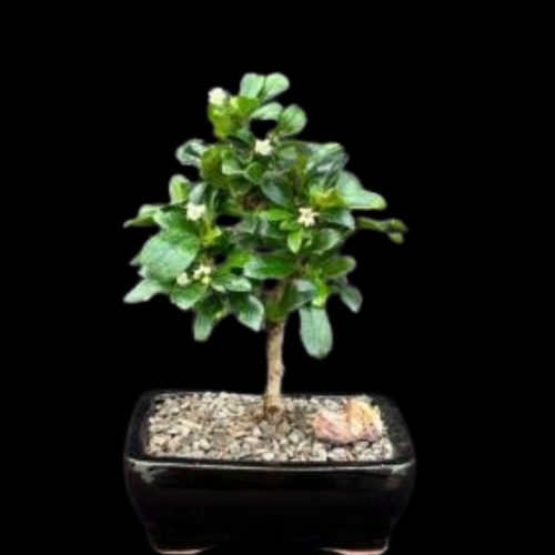 Fukien Bonsai Tree 2