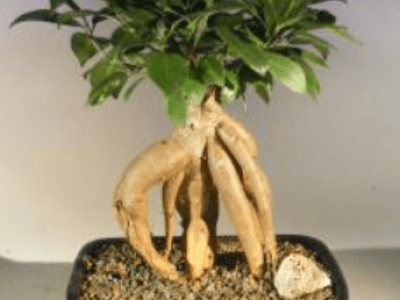 Ginseng Ficus Bonsai Tree - Medium