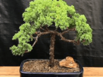 Juniper Bonsai Tree - Trained (juniper