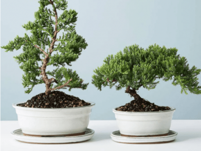 Two Juniper Bonsai On White Table.