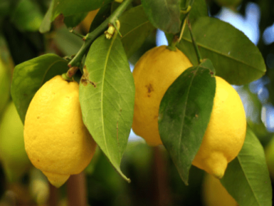 Meyer-Lemon-Tree-_-Improved-Meyer-Lemon-Tree