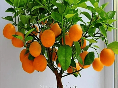 Bonsai Orange Tree Seeds, 20 Seeds ,Grow a Delicious Fruit Bearing Bonsai Tree