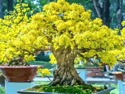 Flowering Apricot Bonsai Tree Seeds - 3 Large Seeds for Planting - Stunning Yellow Flowers and Fruit Bearing.