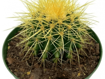 Golden Barrel Cactus, 6 inch, Echinocactu