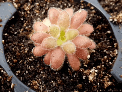 Pinguicula gypsicola x agnata