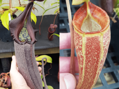 Nepenthes Furious Triumph