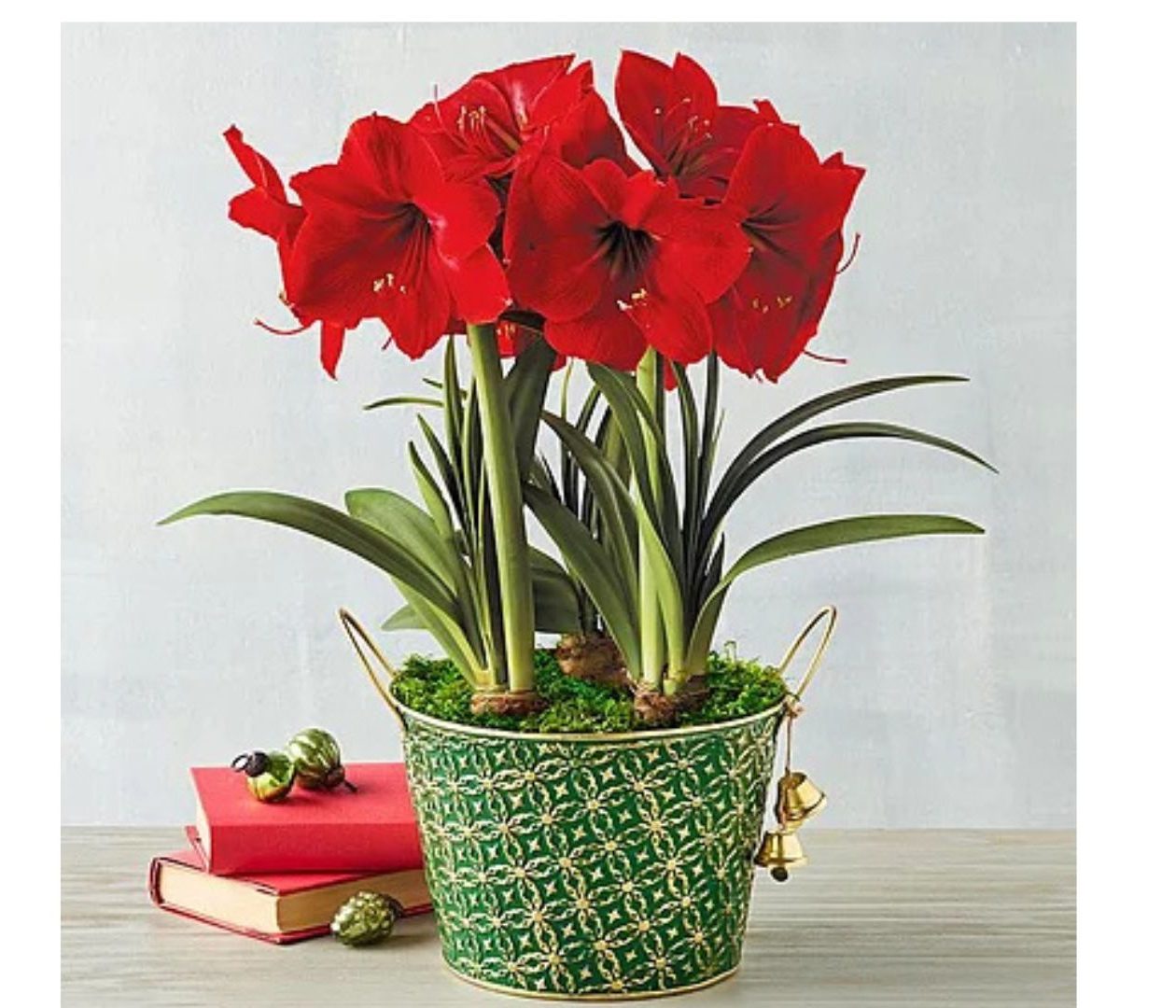 Red Lion Amaryllis Triple - Best 3 Hearty Amaryllis Kits