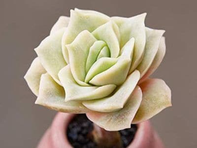 Rose Succulent - Walmart - Canva