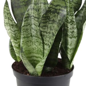 Snake Plant - Costa Farm