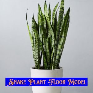 Snake Plant Floor Model-300x300