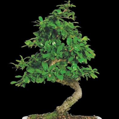 Fukein Tea Bonsai-Walmart