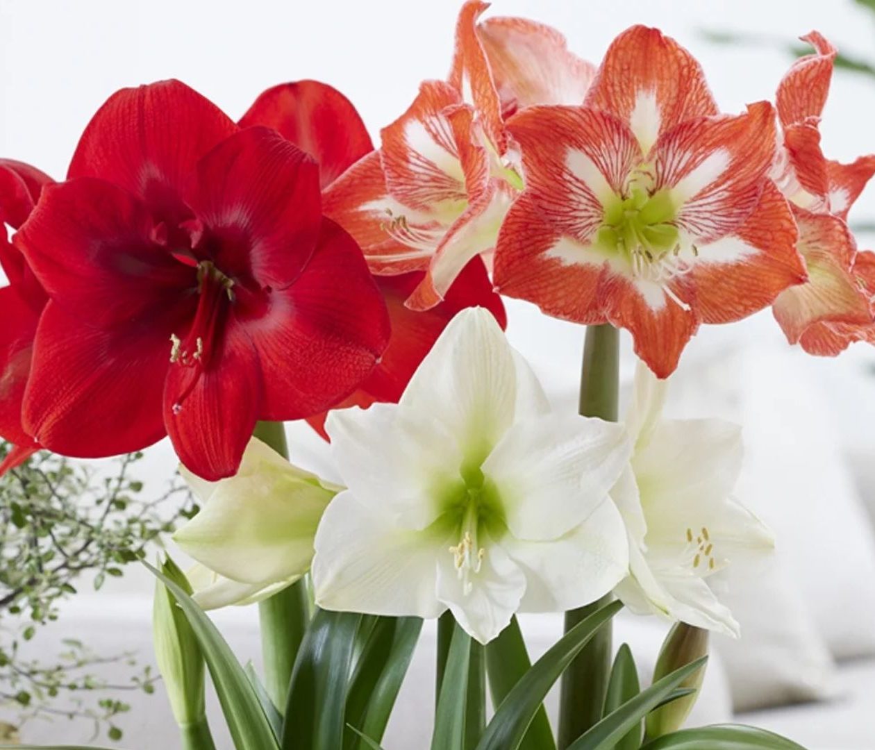 Van Zyverden Amaryllis Kit Trio Best 3 Hearty Amaryllis Kits