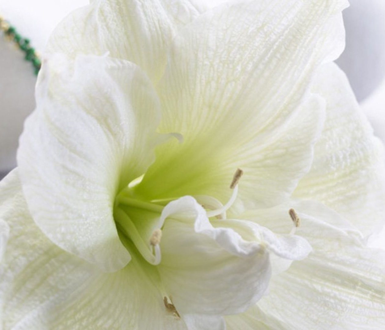 White Amaryllis - Best 3 Amaryllis kits