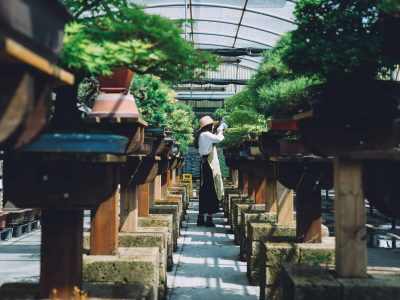 bonsai-greenhouse-center-rows-with-small-trees