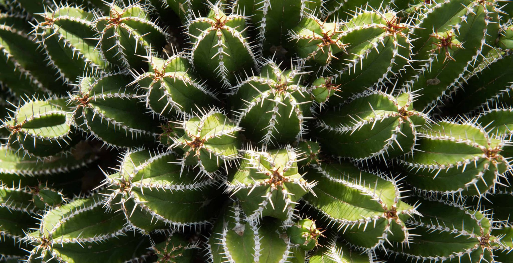 Caring For Succulents And Cacti-From above amazing prickly cactus growing on sunny day in garden