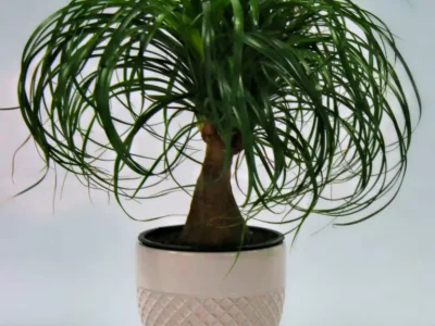 Ponytail Palm Branched