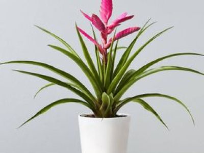 Bromeliad Antonio