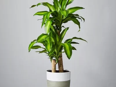 Mass Cane Floor Plant