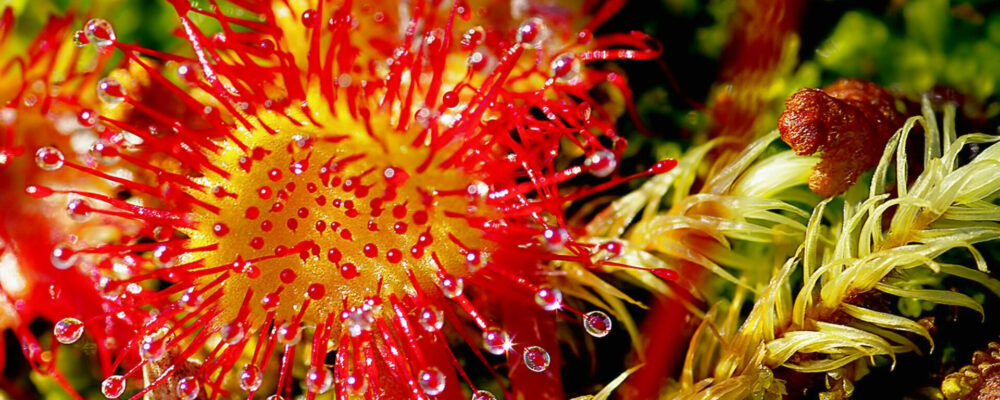 Macro of Sundew (Drosera Rotundifolia) insectivorous sticky plant